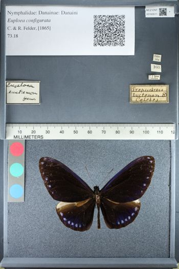 Media type: image;   Entomology 160511
